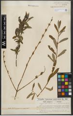 Foto von Salix purpurea L.